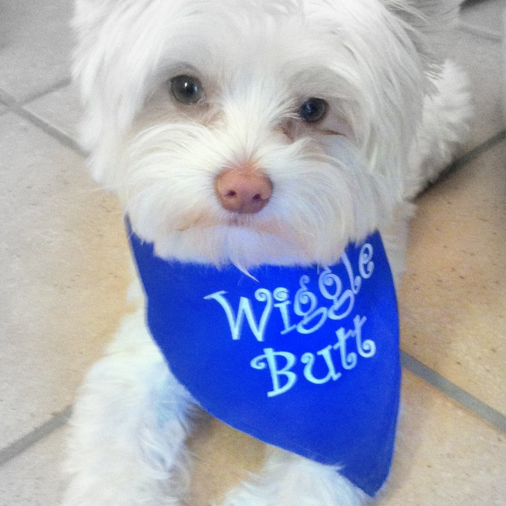 ❣️HP❣️Pet "Wiggle Butt" royal blue tie bandana. Sz: S/M